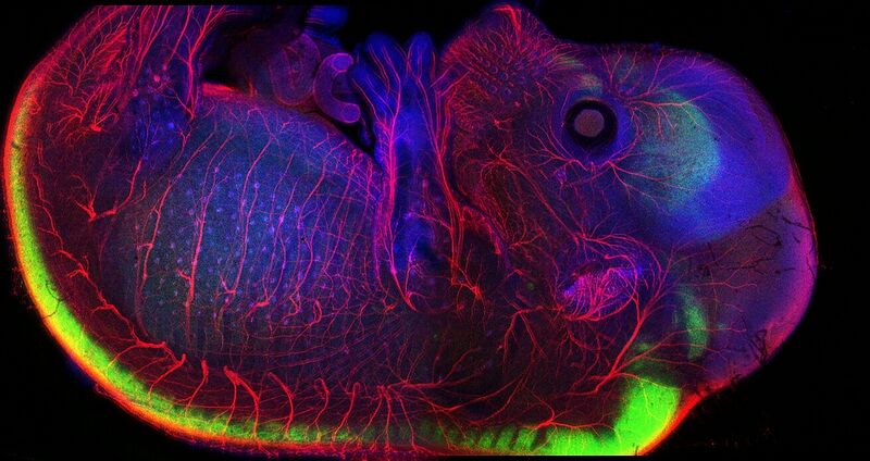 Fichier:Csm photonique 049a22a1c3.jpg